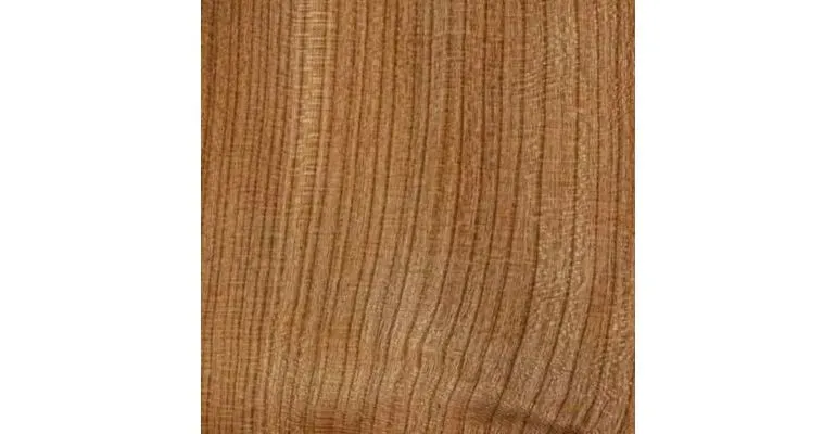 Immagine - Ciliegio americano