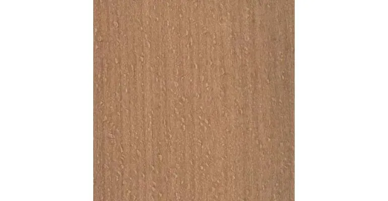 Immagine - Faggio bianco