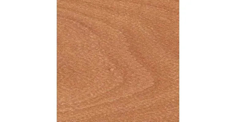 Immagine - Faggio evaporato 