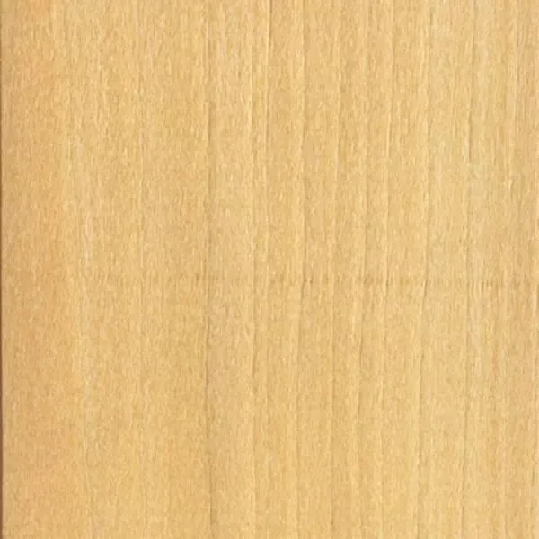Immagine - Tiglio